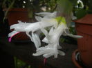 White Schlumbergera (2014, June 14)