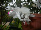 White Schlumbergera (2014, June 14)