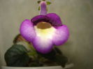 DSC09550