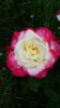 2014-06-15 Double Delight
