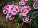 Dianthus Pink Kisses (2014, June 14)