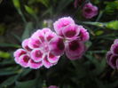 Dianthus Pink Kisses (2014, June 15)