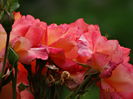 DSC04929