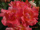 DSC04894