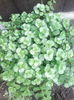 sedum