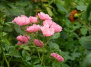DSCN8285