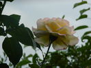 DSCN8291