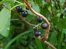 DSCN8296