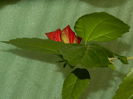 DSCN8321