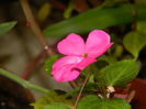 DSCN8323