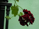 DSCN8347
