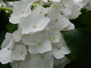 DSCN8374