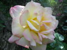 DSCN6490