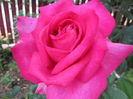 floare ff mare