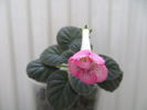Heartland s double dilly