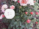 IMG_20140616_162616