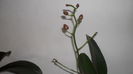 Evolutie orhidee 15 iunie 2014 004