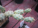 Tephrocactus dimorphus