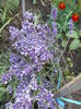 iunie  2014 lavanda