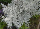 iunie  2014 cinerrarea
