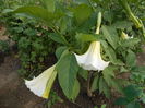iunie  2014 Brugmansia alba  parfumata