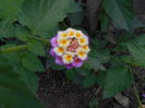 iunie  2014 lantana Cherry