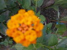 iunie  2014 lantana portocalie
