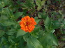 iunie  2014  zinia