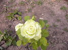 Dimov-62-
