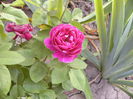 Rosa Baron Girod de L,ain