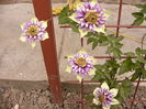 Clematis Vienetta