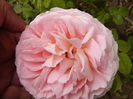 Rosa Abraham Darby