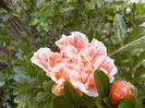P1220515