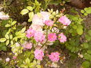 Rosa Fairy-roz-