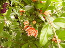 Punica Granatum