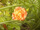 Rosa Alfred Sissley