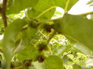 Fructe Kaki
