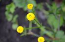 ranunculus