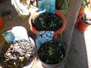 DSCN0810