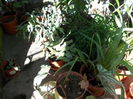 DSCN0811