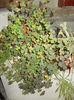DSCN0827