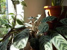 DSCN0834