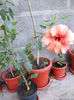 DSCN0845