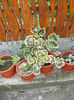 DSCN0864