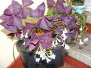 DSCF0641