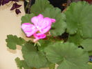 DSCF0642