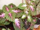 DSCF0645