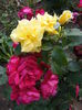 DSCF0599