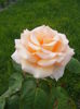 DSCF0603