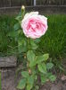 DSCF0606